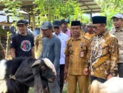Program Bantuan Kambing SDK-JSM Tunjukkan Hasil Nyata,Di Masyarakat