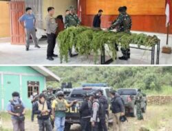 Tim Gabungan Satgas Damai Cartenz, Polres Pegunungan Bintang dan TNI Temukan Ladang Ganja dalam Patroli Taktis