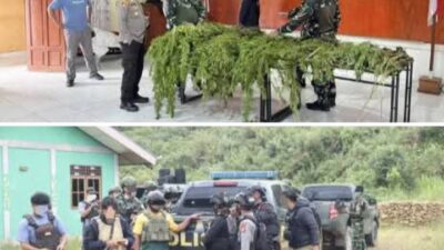 Tim Gabungan Satgas Damai Cartenz, Polres Pegunungan Bintang dan TNI Temukan Ladang Ganja dalam Patroli Taktis