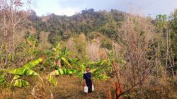 Kemarau Panjang, Aktivitas Pertanian di – Majene Terdampak