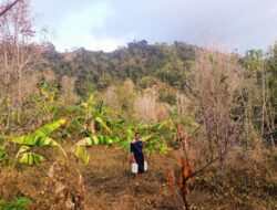 Kemarau Panjang, Aktivitas Pertanian di – Majene Terdampak
